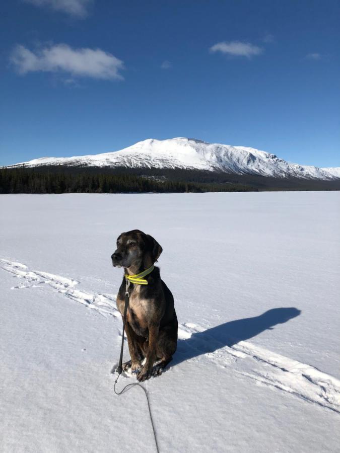 Vålågårdens Värdshus och Camping AB Vålådalen Exteriör bild